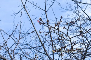 20180302　カワヅザクラが咲きました (1)-2